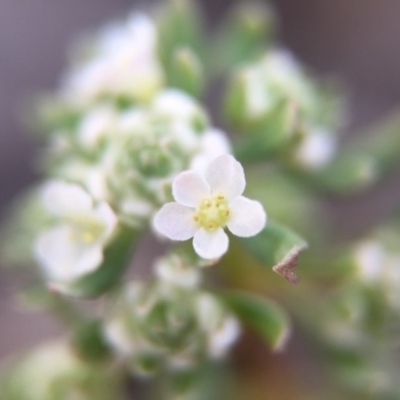 Poranthera microphylla (Small Poranthera) at Canberra Central, ACT - 4 Oct 2015 by JasonC