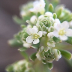 Poranthera microphylla at Canberra Central, ACT - 4 Oct 2015