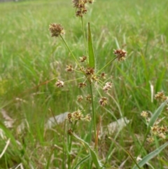 Luzula densiflora (Dense Wood-rush) at Hall, ACT - 4 Oct 2015 by JanetRussell