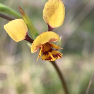 Diuris nigromontana at Canberra Central, ACT - 4 Oct 2015