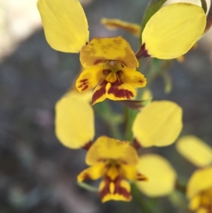 Diuris nigromontana at Canberra Central, ACT - 4 Oct 2015