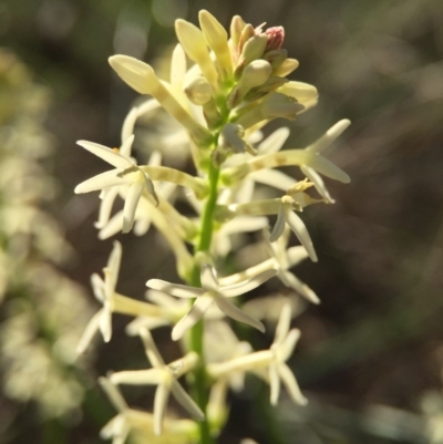 Stackhousia monogyna (Creamy Candles) at Canberra Central, ACT - 4 Oct 2015 by JasonC