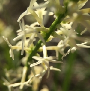 Stackhousia monogyna at Canberra Central, ACT - 4 Oct 2015