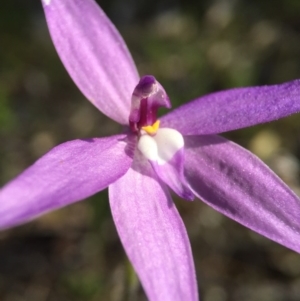 Glossodia major at Canberra Central, ACT - suppressed