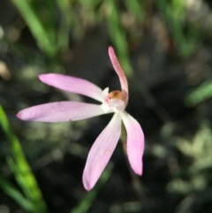 Caladenia fuscata (Dusky Fingers) at Canberra Central, ACT - 4 Oct 2015 by JasonC