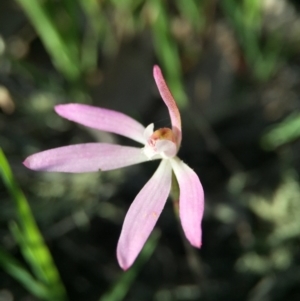 Caladenia fuscata at Canberra Central, ACT - suppressed