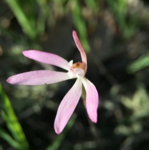 Caladenia fuscata at Canberra Central, ACT - suppressed