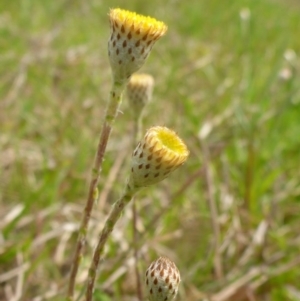 Leptorhynchos squamatus at Hall, ACT - 4 Oct 2015 11:51 AM