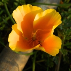 Eschscholzia californica (California Poppy) at Pine Island to Point Hut - 4 Oct 2015 by ArcherCallaway