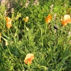 Eschscholzia californica at Greenway, ACT - 4 Oct 2015