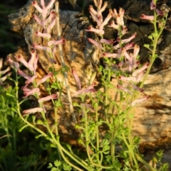 Fumaria sp. (Fumitory) at Pine Island to Point Hut - 4 Oct 2015 by RyuCallaway