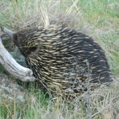 Tachyglossus aculeatus (Short-beaked Echidna) at Pine Island to Point Hut - 4 Oct 2015 by ArcherCallaway