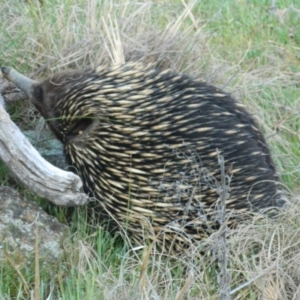 Tachyglossus aculeatus at Greenway, ACT - 4 Oct 2015