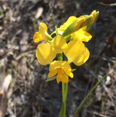 Diuris nigromontana (Black Mountain Leopard Orchid) at Bruce, ACT - 4 Oct 2015 by Steph