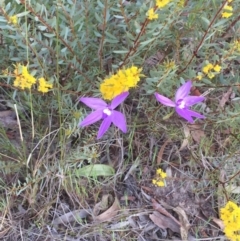 Glossodia major (Wax Lip Orchid) at Bruce, ACT - 4 Oct 2015 by Steph
