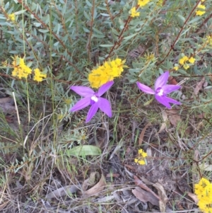 Glossodia major at Bruce, ACT - 4 Oct 2015