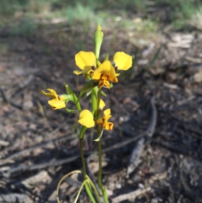 Diuris nigromontana (Black Mountain Leopard Orchid) at Bruce, ACT - 4 Oct 2015 by Steph