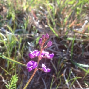 Swainsona monticola at Molonglo River Reserve - 2 Oct 2015 04:11 PM
