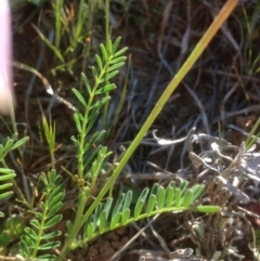 Swainsona monticola at Molonglo River Reserve - 2 Oct 2015 04:11 PM