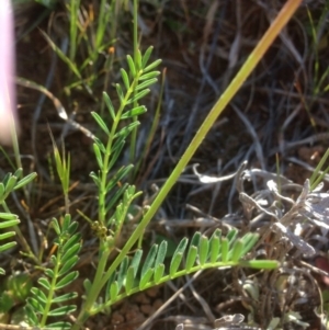 Swainsona monticola at Molonglo River Reserve - 2 Oct 2015 04:11 PM