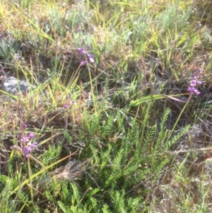 Swainsona monticola at Molonglo River Reserve - 2 Oct 2015 04:11 PM