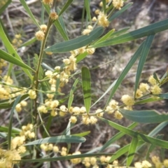 Unidentified at Red Hill Nature Reserve - 4 Oct 2015 by MichaelMulvaney