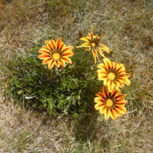 Gazania x splendens at Curtin, ACT - 4 Oct 2015