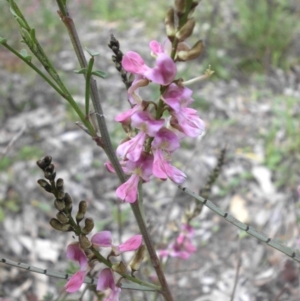 Indigofera adesmiifolia at Hackett, ACT - 5 Oct 2015