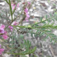 Indigofera adesmiifolia at Hackett, ACT - 5 Oct 2015