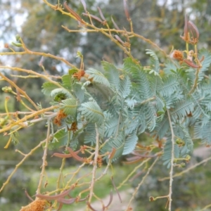 Acacia baileyana at Fadden, ACT - 5 Oct 2015