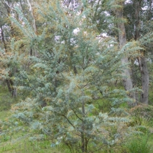 Acacia baileyana at Fadden, ACT - 5 Oct 2015