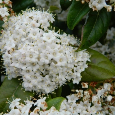 Viburnum tinus (Laurustinus) at Fadden, ACT - 4 Oct 2015 by RyuCallaway