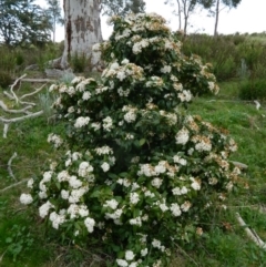 Viburnum tinus at Fadden, ACT - 5 Oct 2015 08:07 AM