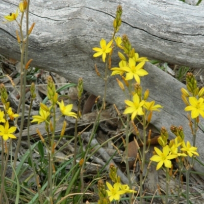 Bulbine bulbosa (Golden Lily) at Fadden, ACT - 4 Oct 2015 by RyuCallaway