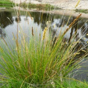 Carex appressa at Wanniassa Hill - 5 Oct 2015