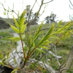 Fraxinus angustifolia (Desert Ash) at Wanniassa Hill - 4 Oct 2015 by RyuCallaway