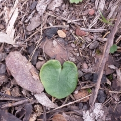 Corysanthes incurva (Slaty Helmet Orchid) at Point 5817 by MattM