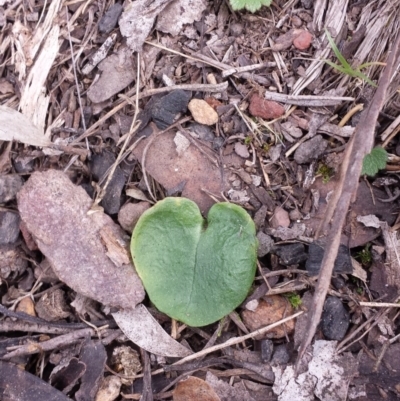 Corysanthes incurva (Slaty Helmet Orchid) at Point 5817 - 4 Oct 2015 by MattM