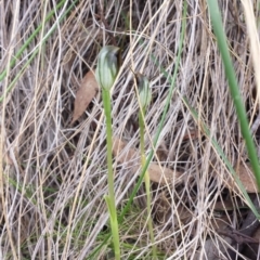 Pterostylis pedunculata (Maroonhood) at Point 5817 - 4 Oct 2015 by MattM