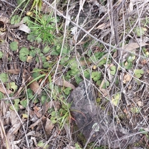 Acianthus sp. at Point 5817 - suppressed