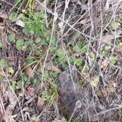 Acianthus sp. (Mayflower Orchid) at Acton, ACT - 5 Oct 2015 by MattM