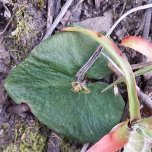 Acianthus sp. at Point 5817 - suppressed