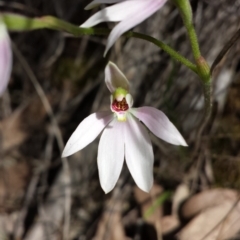 Caladenia carnea (Pink Fingers) at Acton, ACT - 5 Oct 2015 by MattM