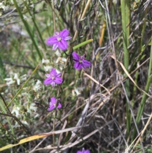 Thysanotus patersonii at Kambah, ACT - 5 Oct 2015 10:53 AM