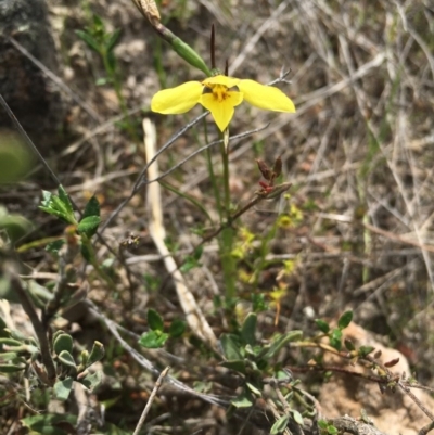 Diuris chryseopsis (Golden Moth) at Mount Taylor - 5 Oct 2015 by TobiasHayashi