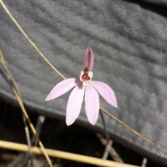 Caladenia sp. (A Caladenia) at Point 6 - 4 Oct 2015 by MattM