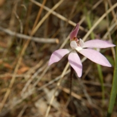 Caladenia fuscata (Dusky Fingers) at Point 5828 - 5 Oct 2015 by MichaelMulvaney