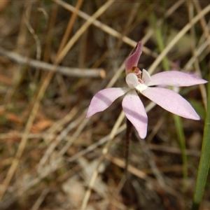 Caladenia fuscata at Point 5828 - suppressed