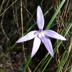 Glossodia major (Wax Lip Orchid) at Point 6 - 5 Oct 2015 by MattM