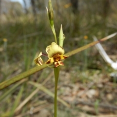 Diuris nigromontana (Black Mountain Leopard Orchid) at Point 5828 - 5 Oct 2015 by MichaelMulvaney